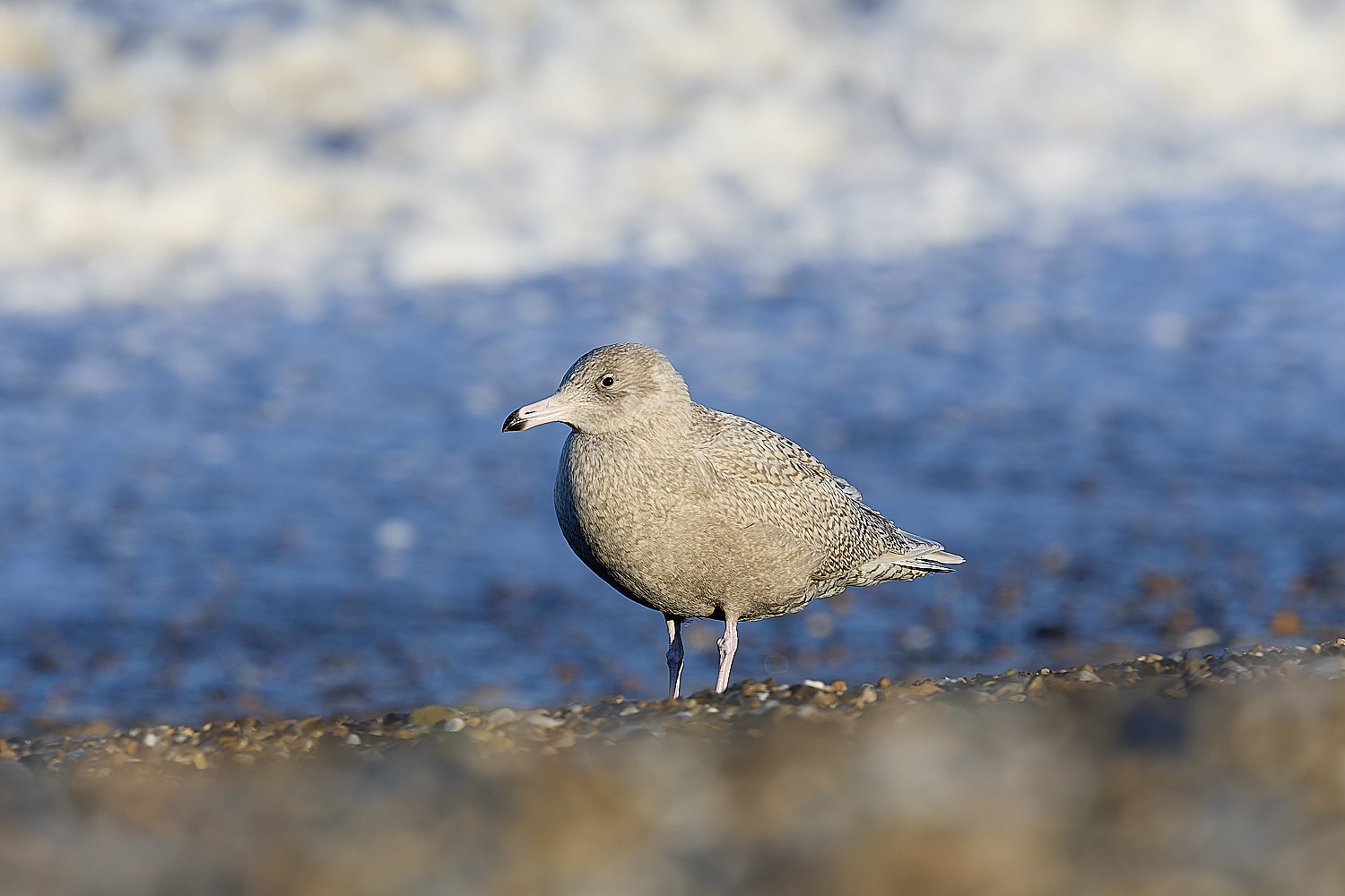 CleyGlaucousGull090125-19