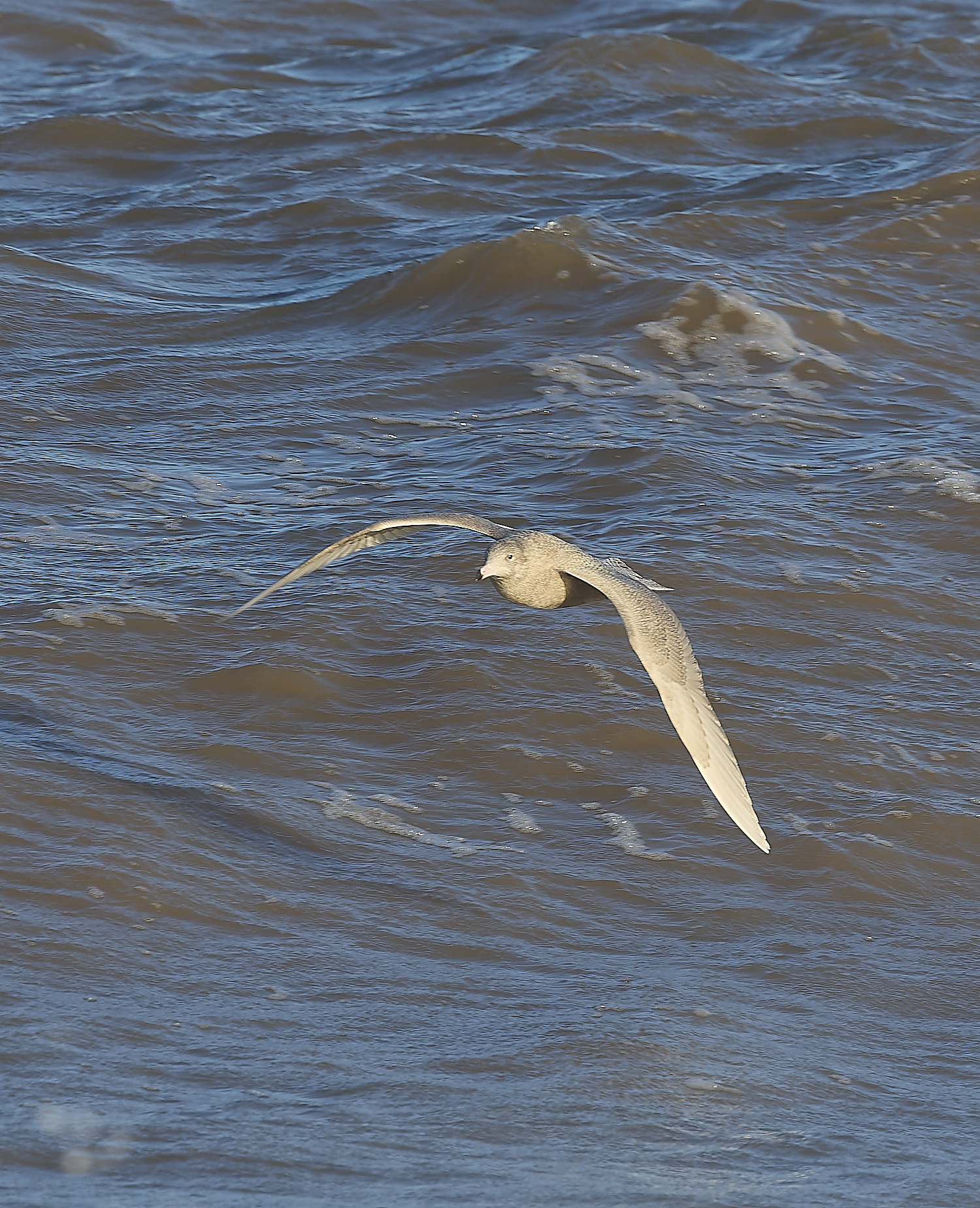CleyGlaucousGull090125-2