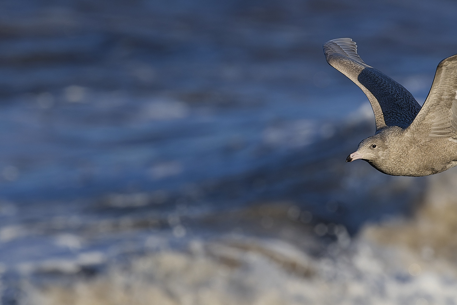 CleyGlaucousGull090125-20
