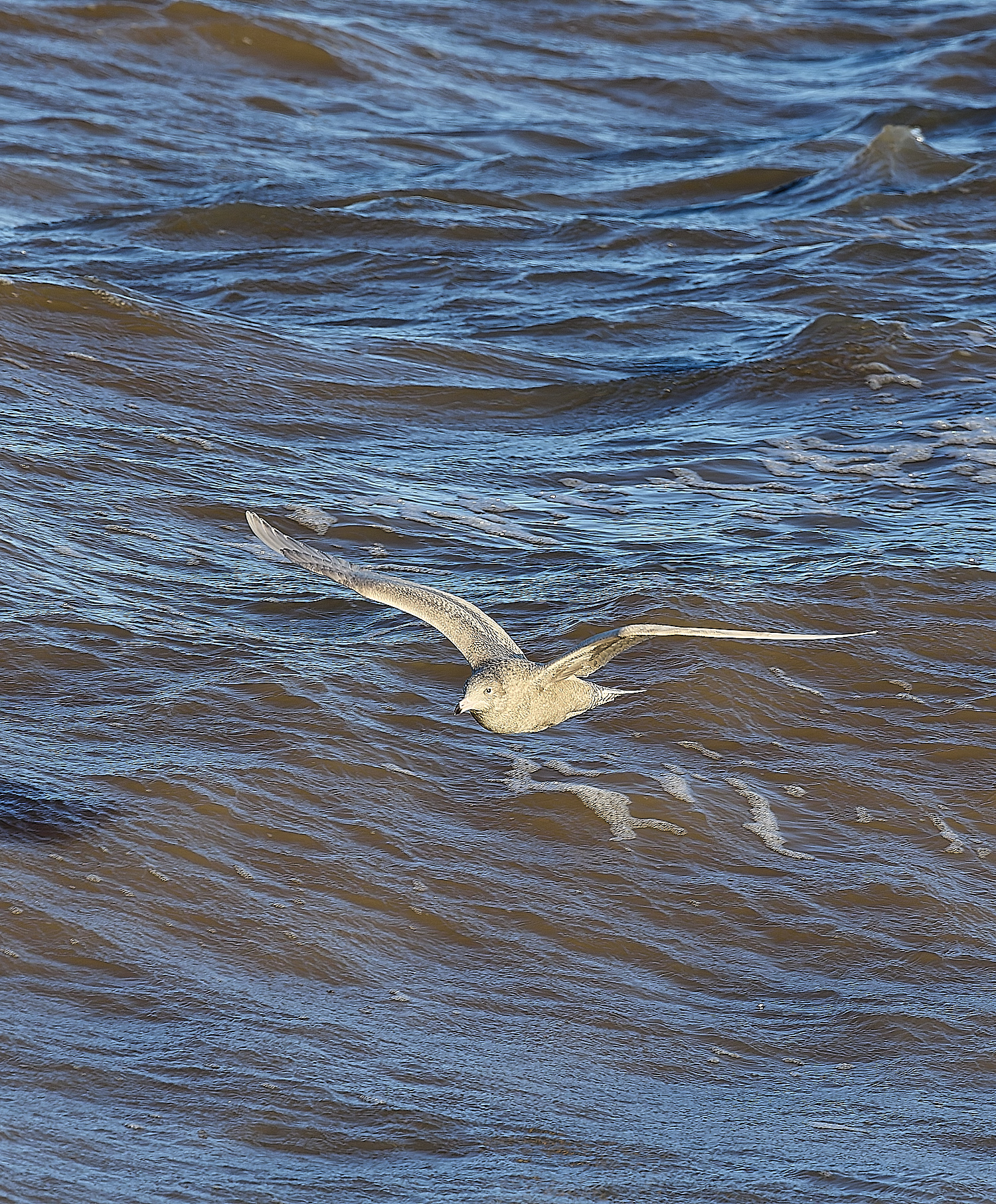 CleyGlaucousGull090125-3