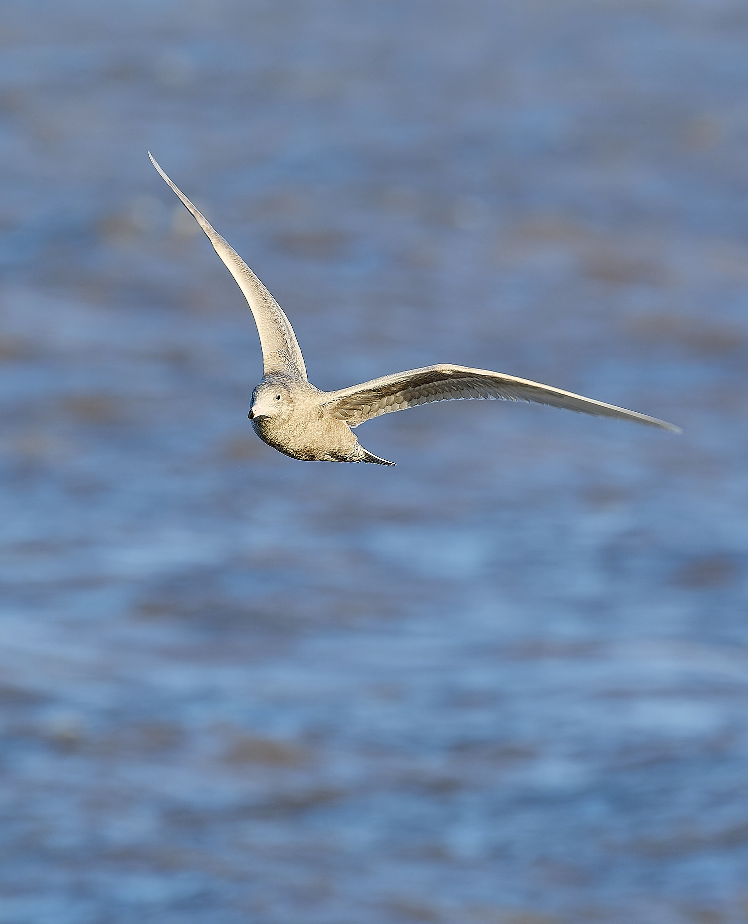 CleyGlaucousGull090125-4