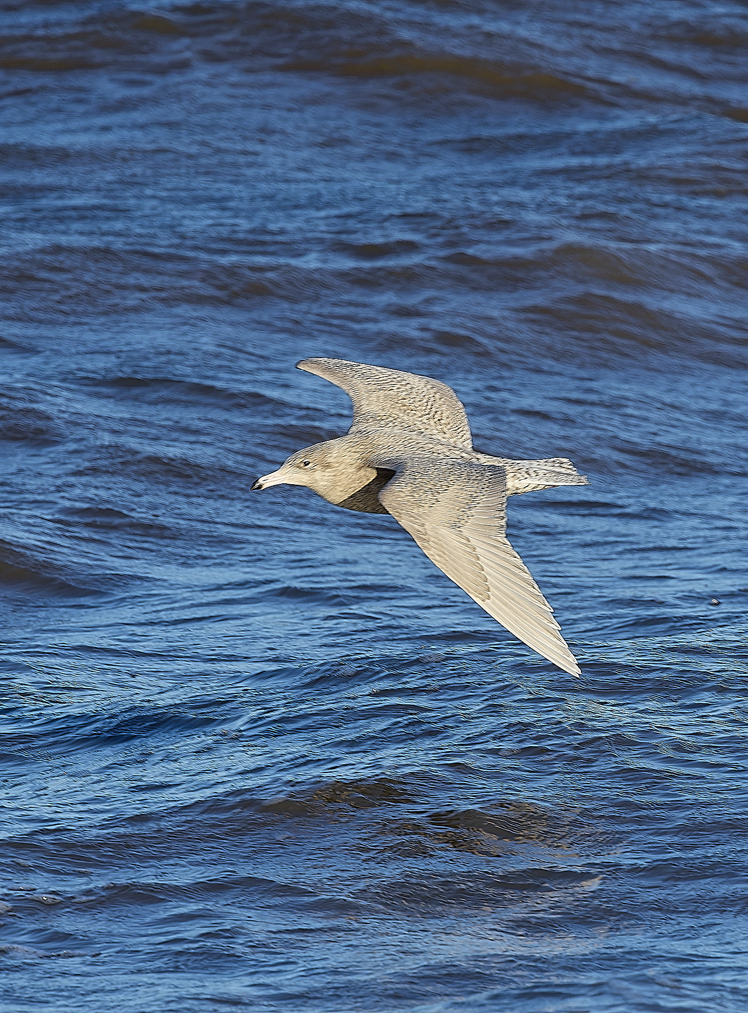 CleyGlaucousGull090125-5