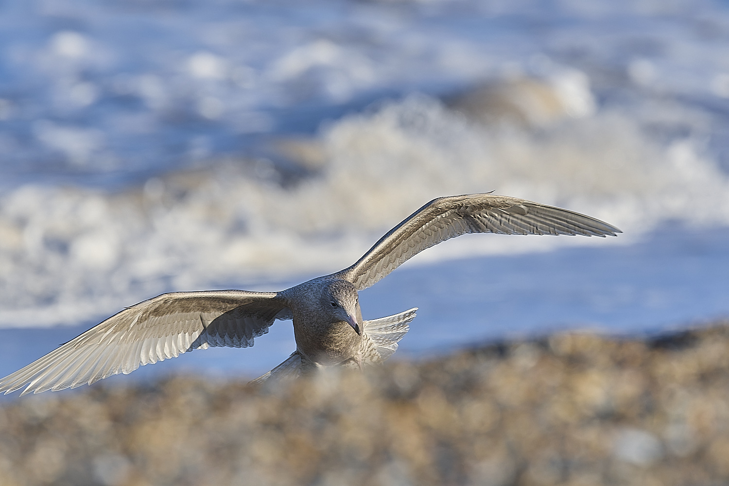 CleyGlaucousGull090125-6