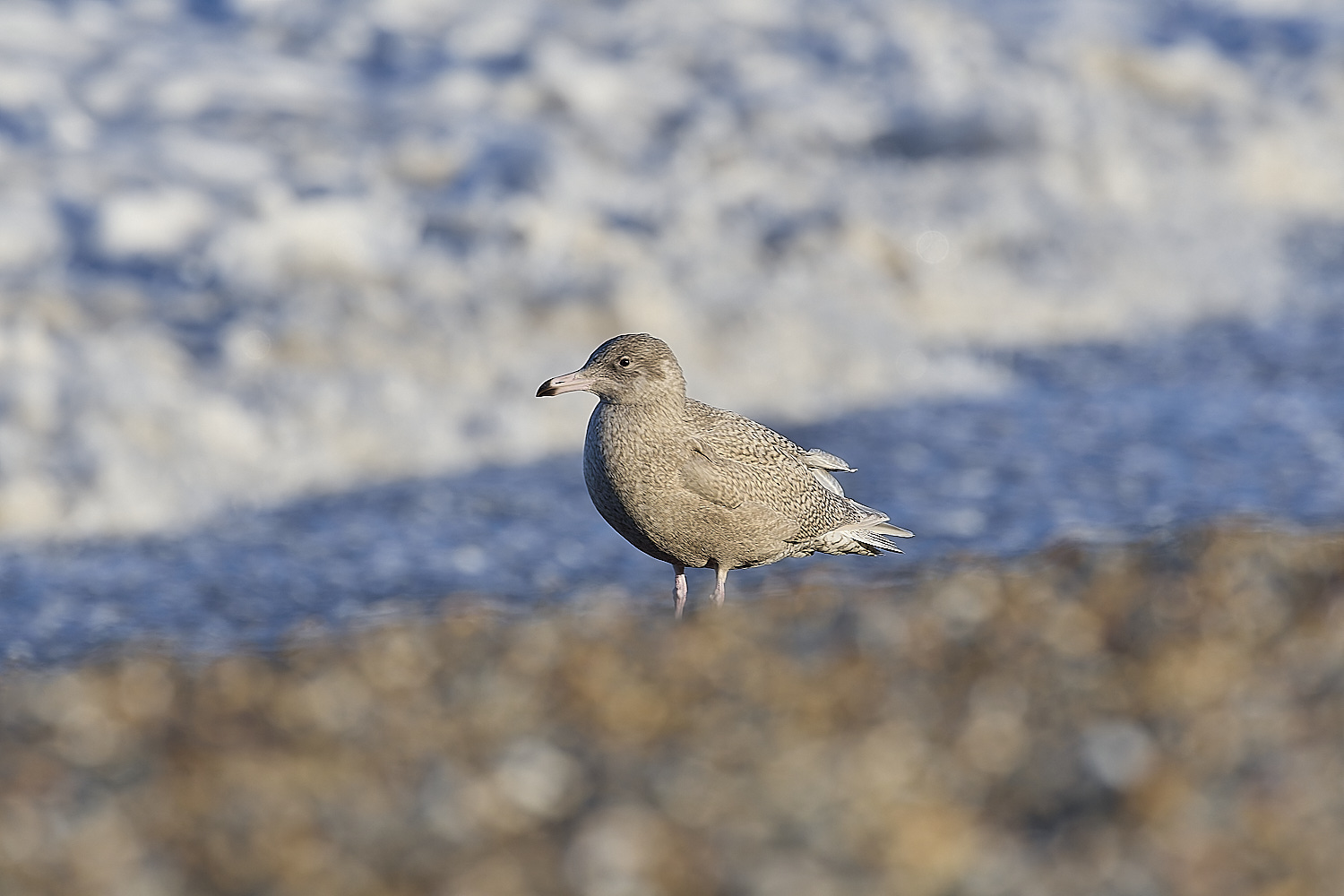 CleyGlaucousGull090125-7