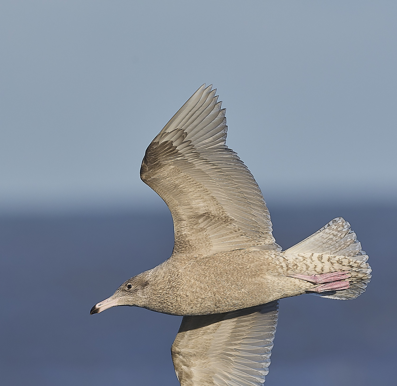 CleyGlaucousGull090125-8
