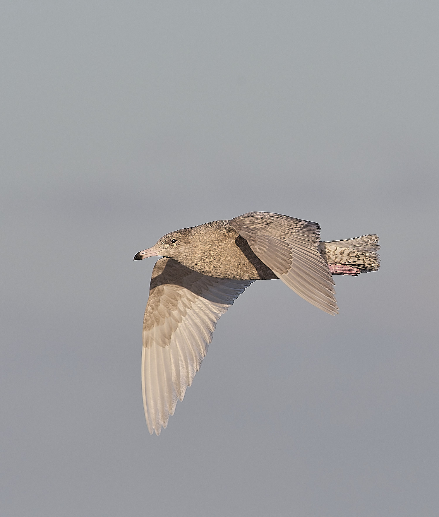 CleyGlaucousGull090125-9