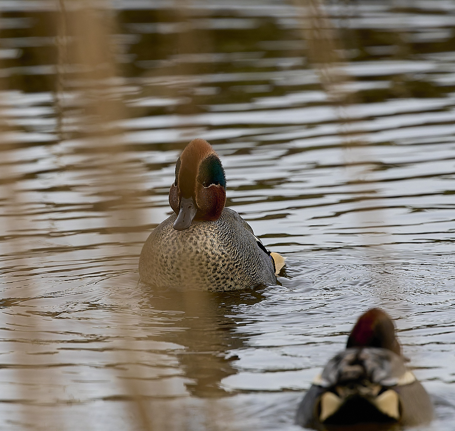 CleyTeal050225-5a