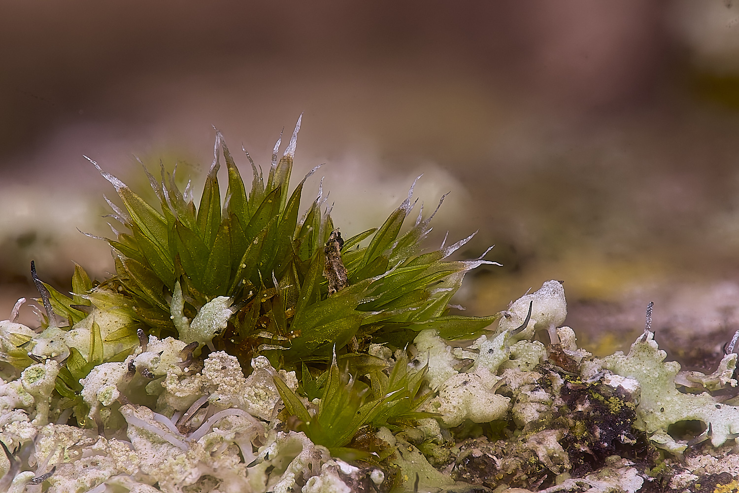 ColbyBristle-moss060225-1
