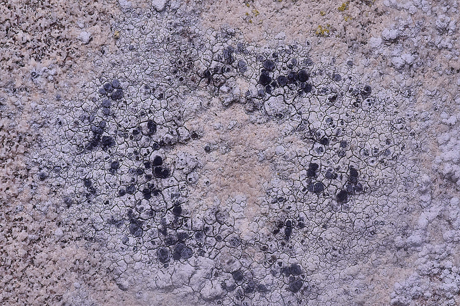 ColbyLichen10060225-1