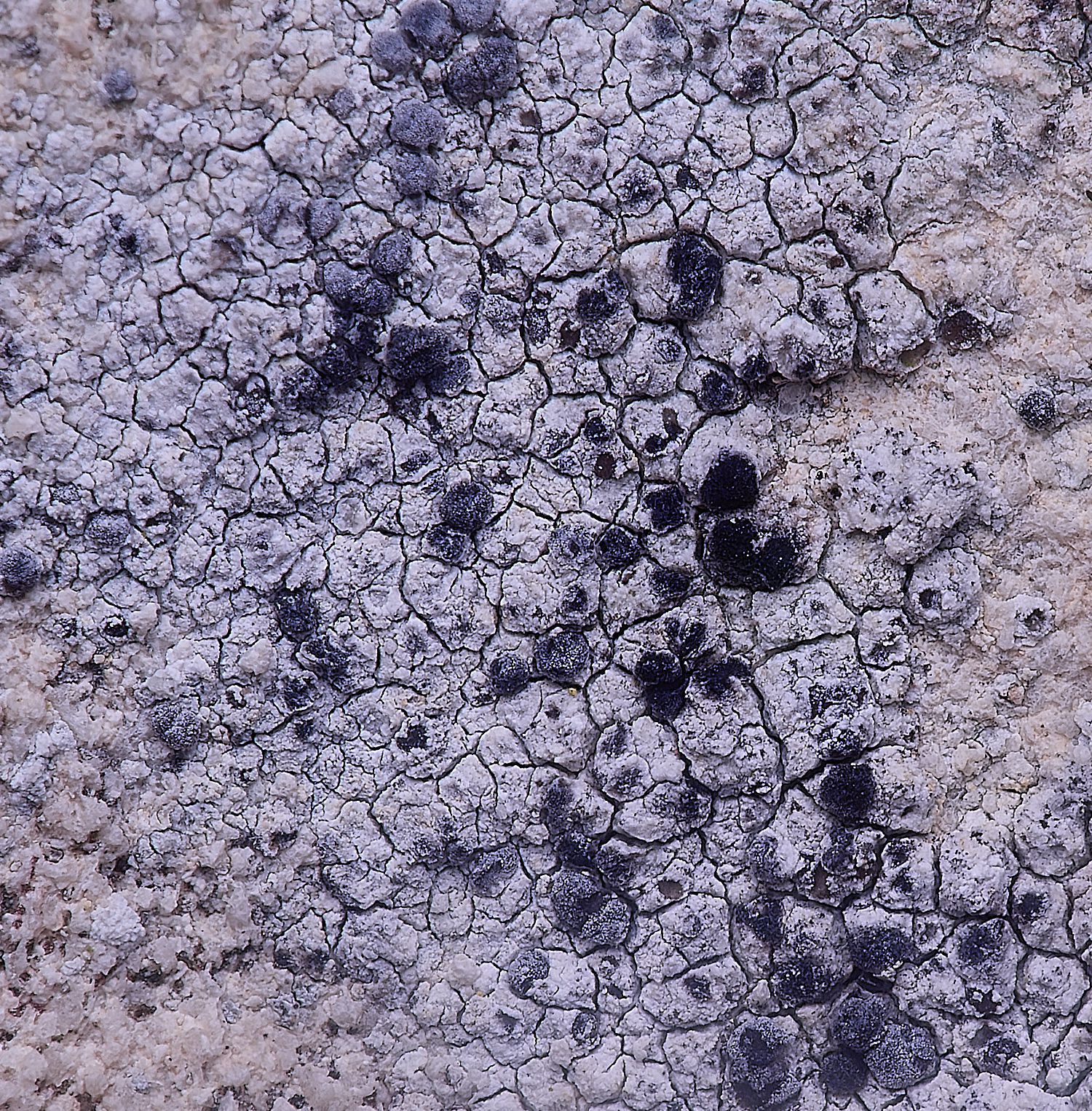 ColbyLichen10060225-2