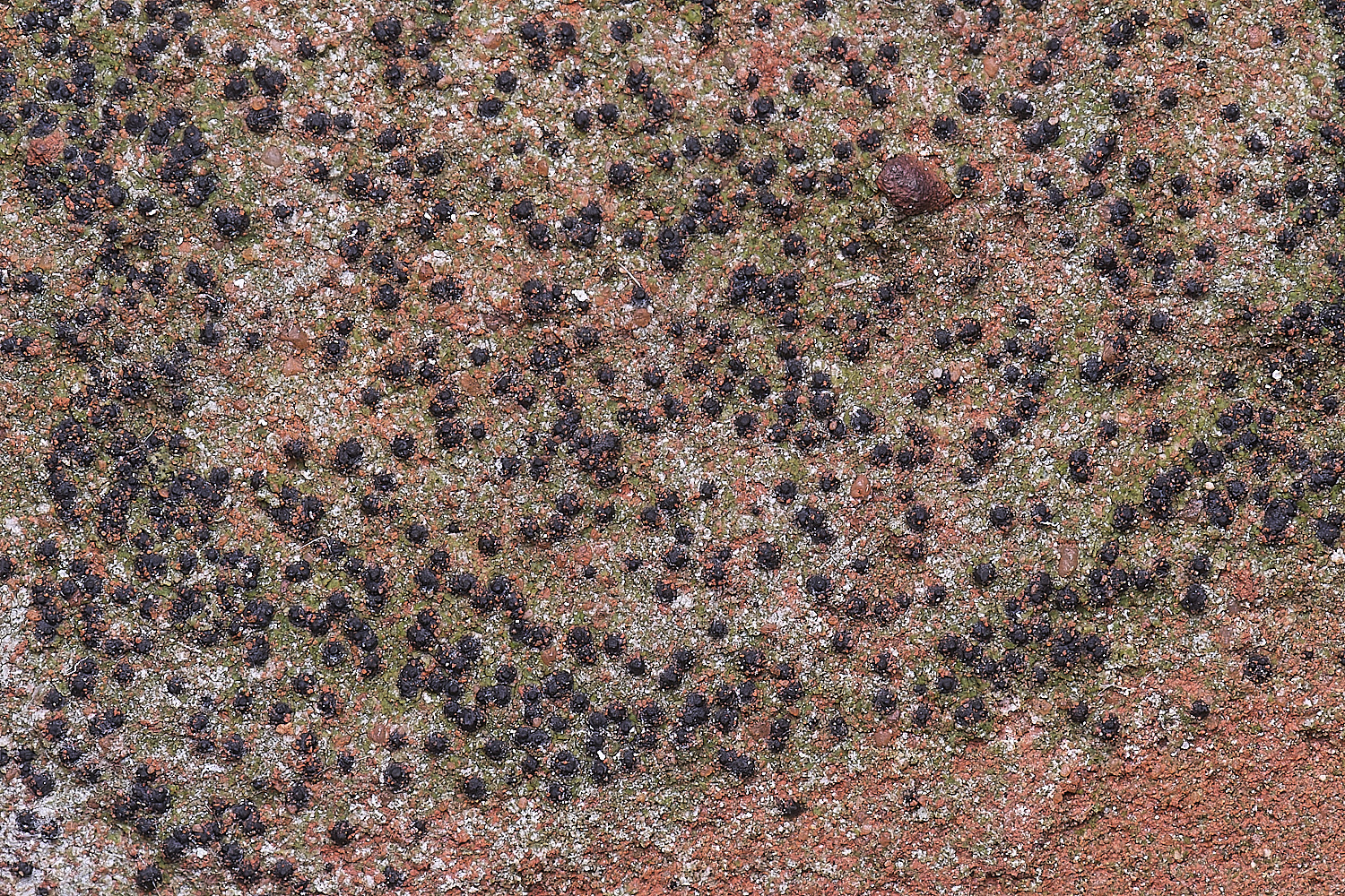 ColbyLichen10270225-1