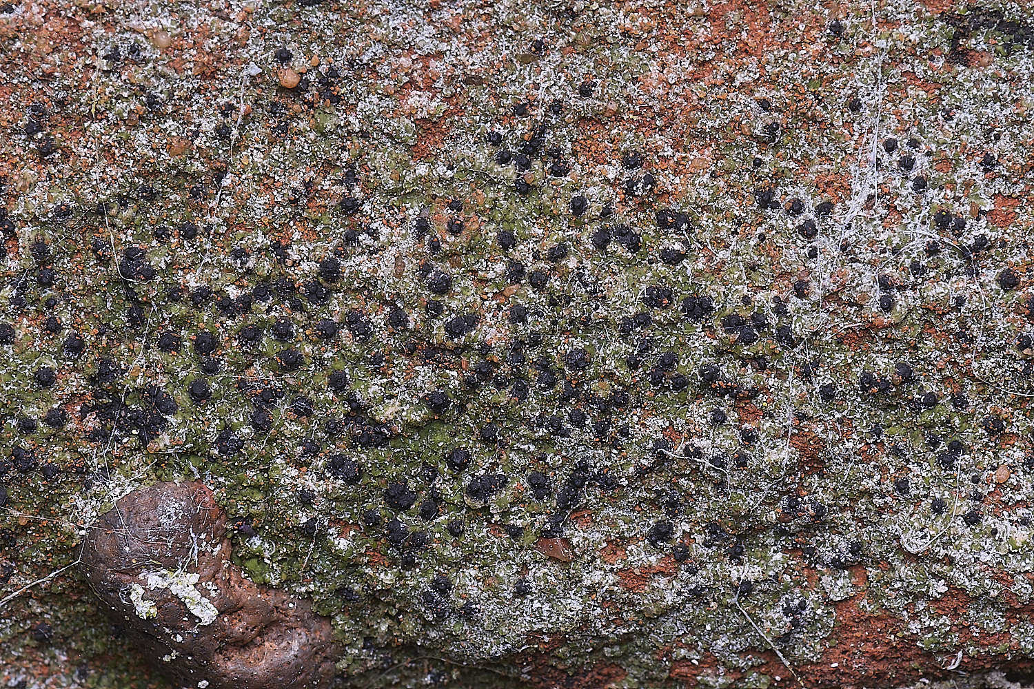 ColbyLichen10270225-2
