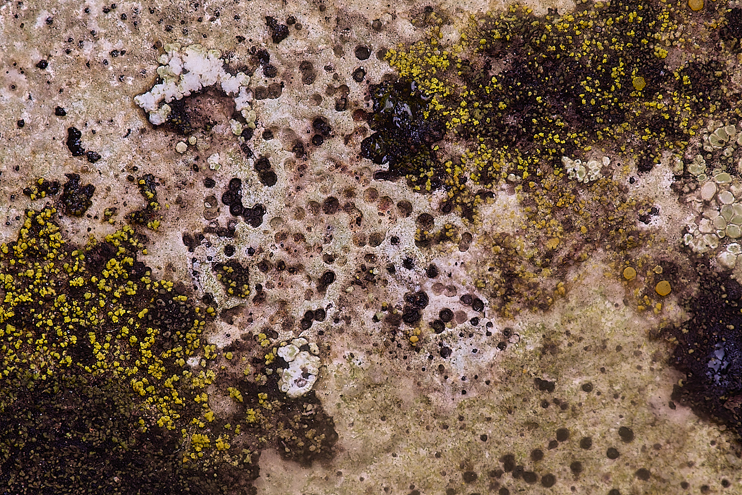 ColbyLichen1060235-1