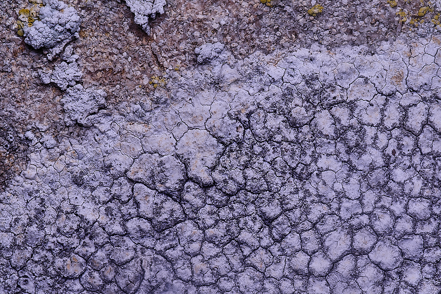 ColbyLichen11060225-1