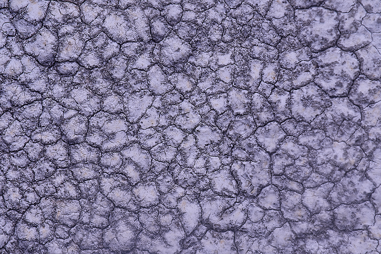 ColbyLichen11060225-2