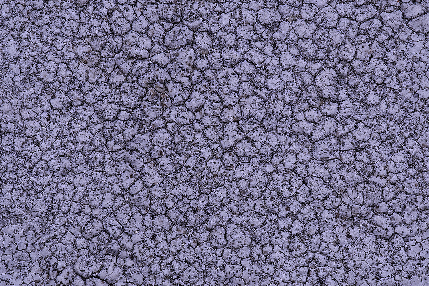 ColbyLichen11060225-3