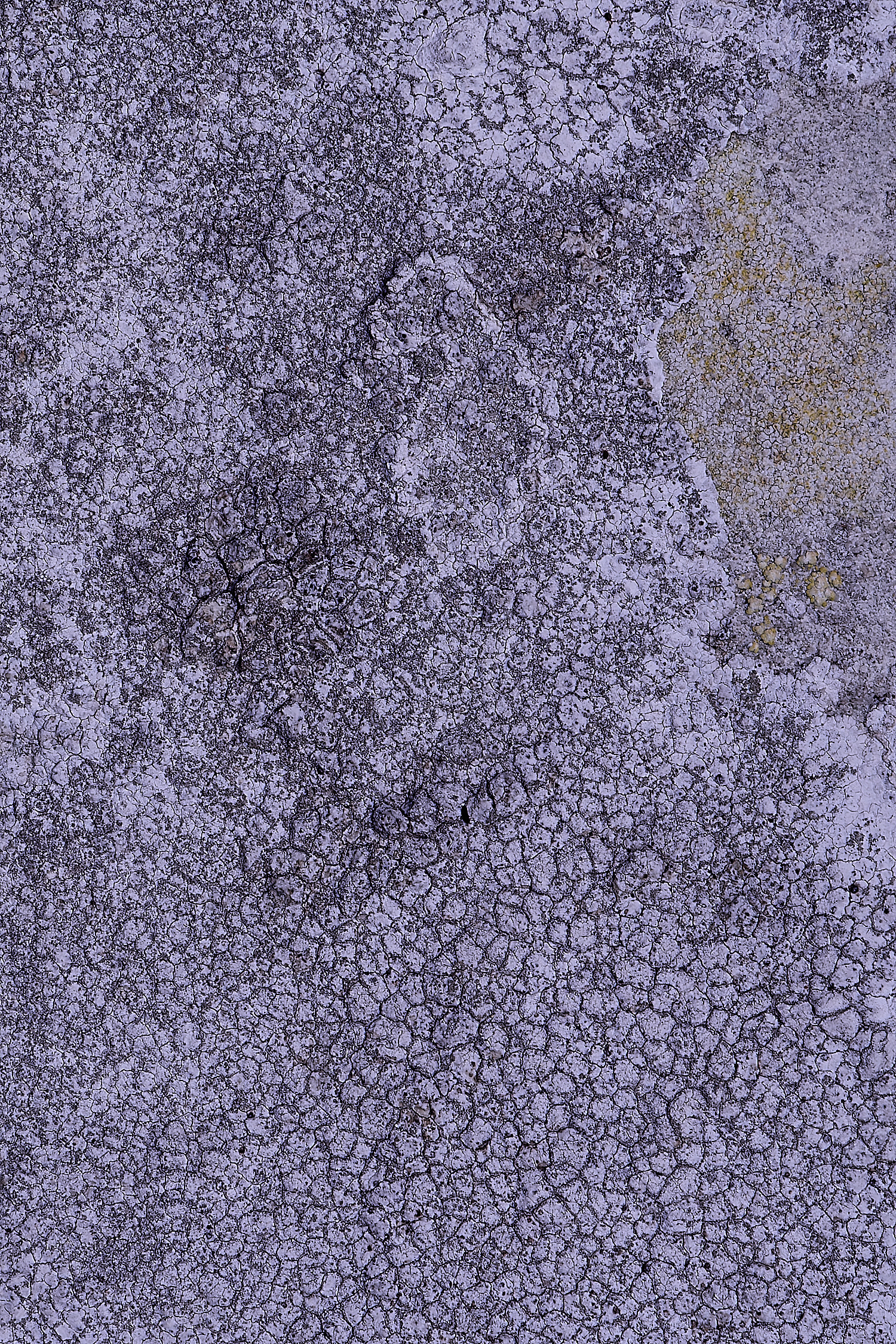 ColbyLichen11060225-4