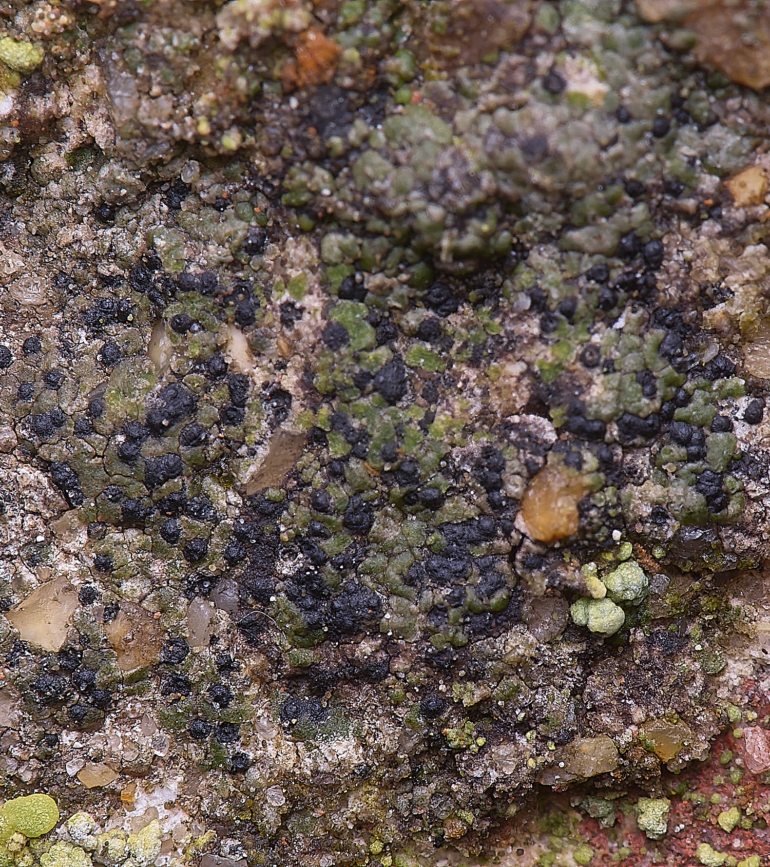 ColbyLichen11270225-1