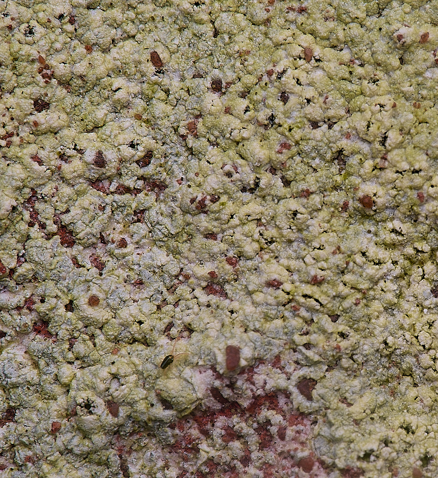 ColbyLichen12060225-1