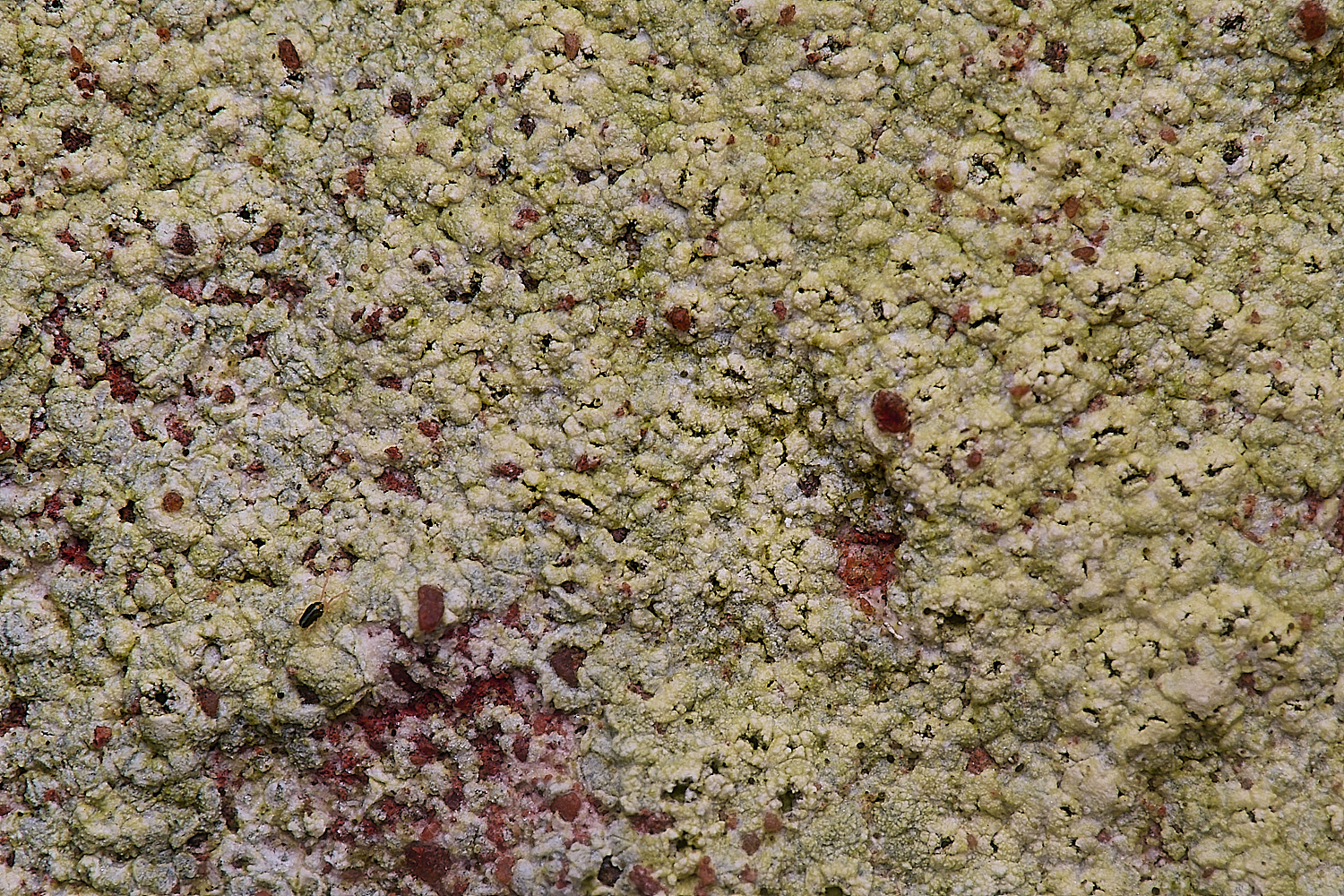 ColbyLichen12060225-2