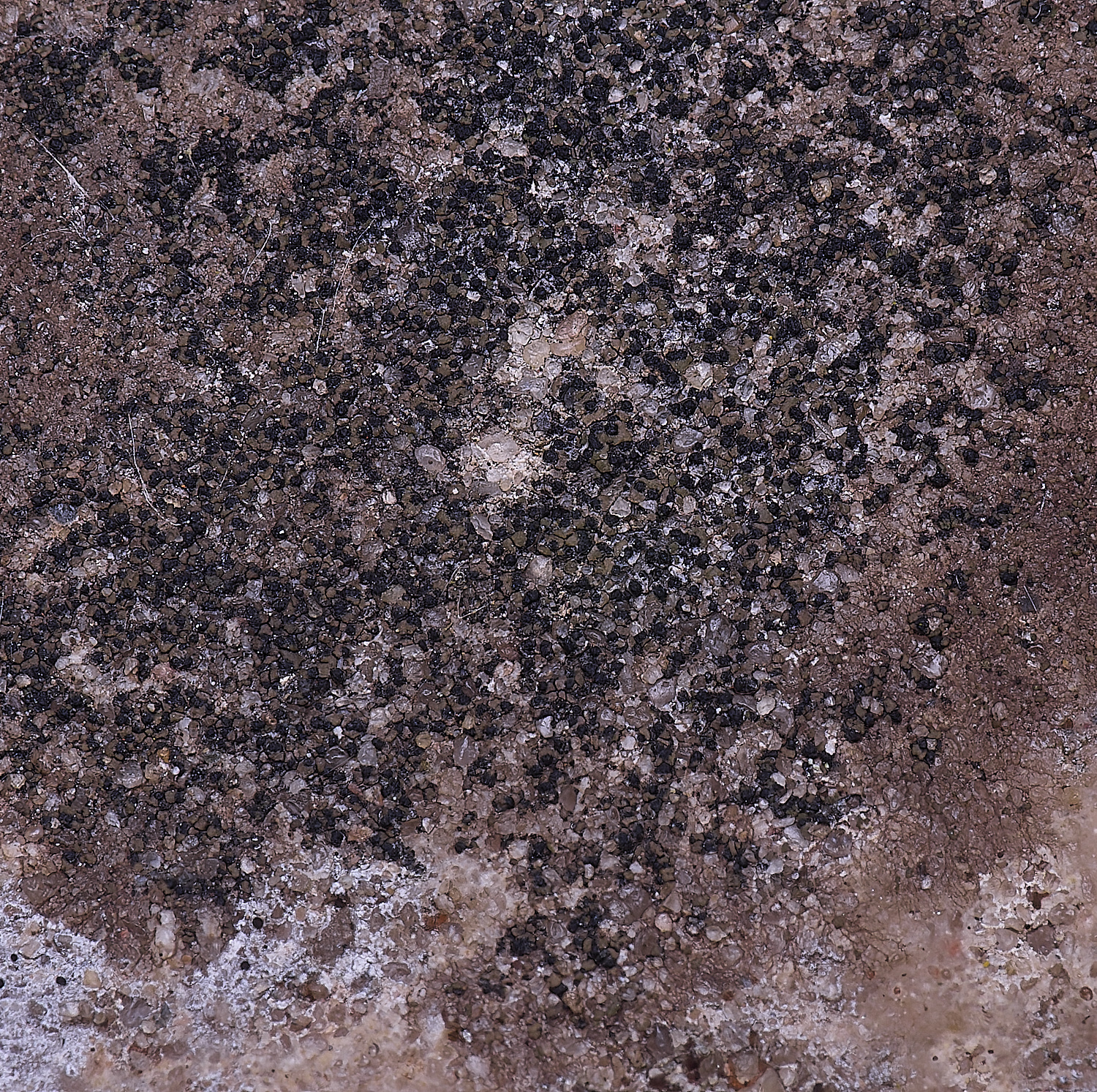 ColbyLichen12270225-1