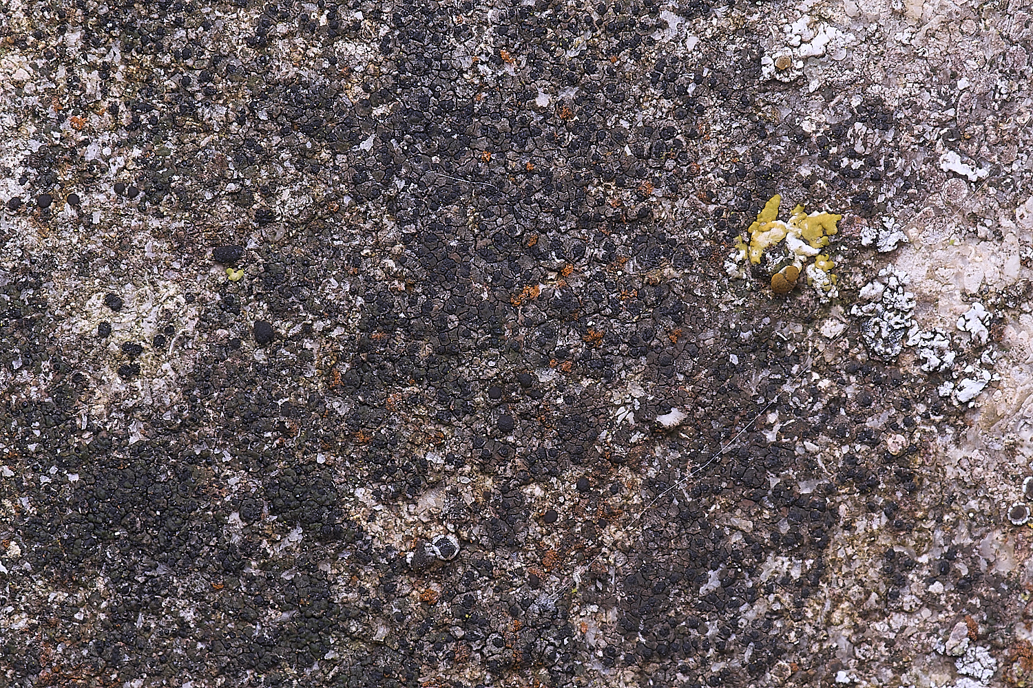 ColbyLichen1270225-1