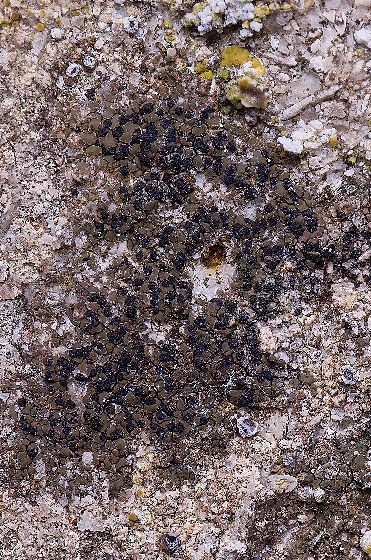 ColbyLichen1270225-2 1