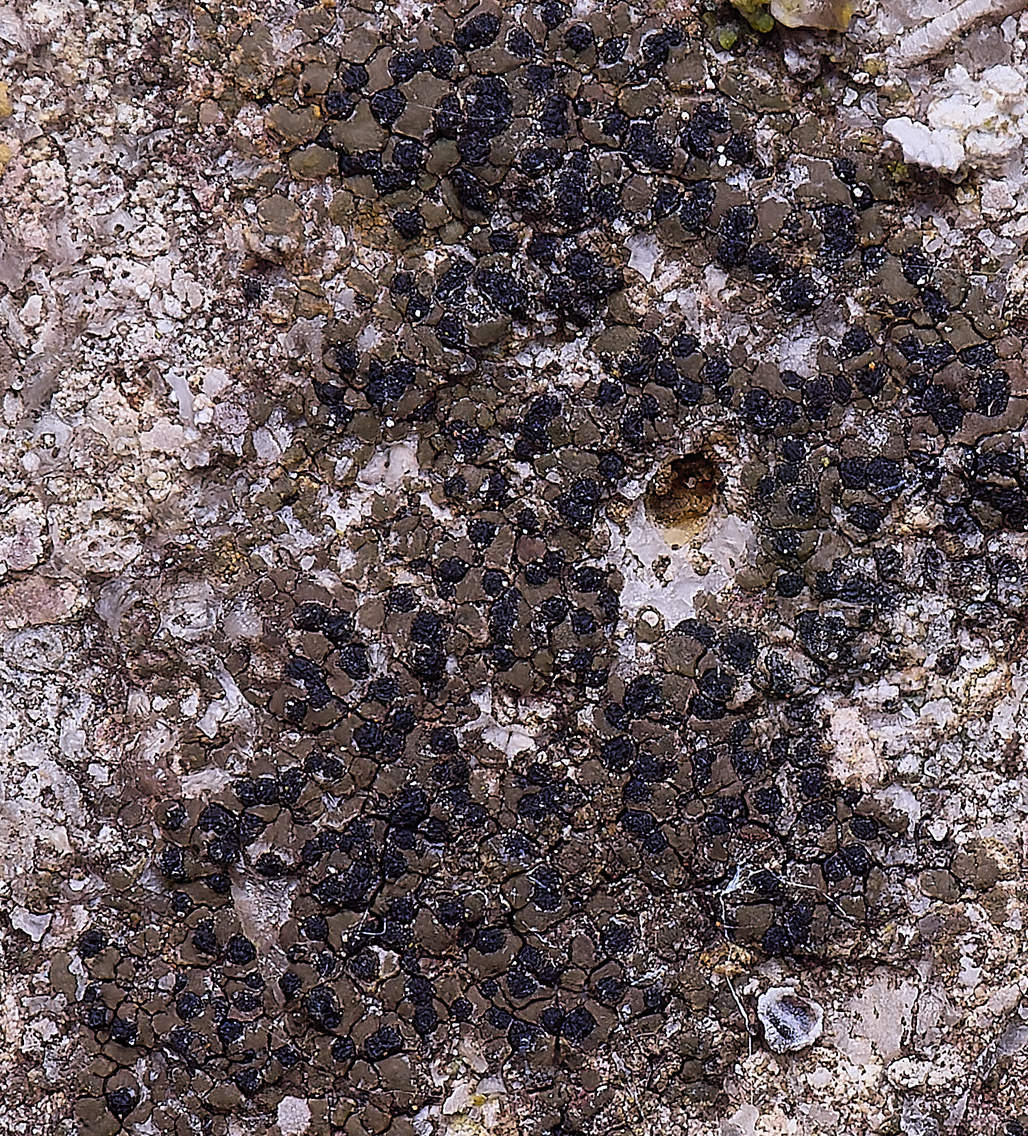 ColbyLichen1270225-2 2