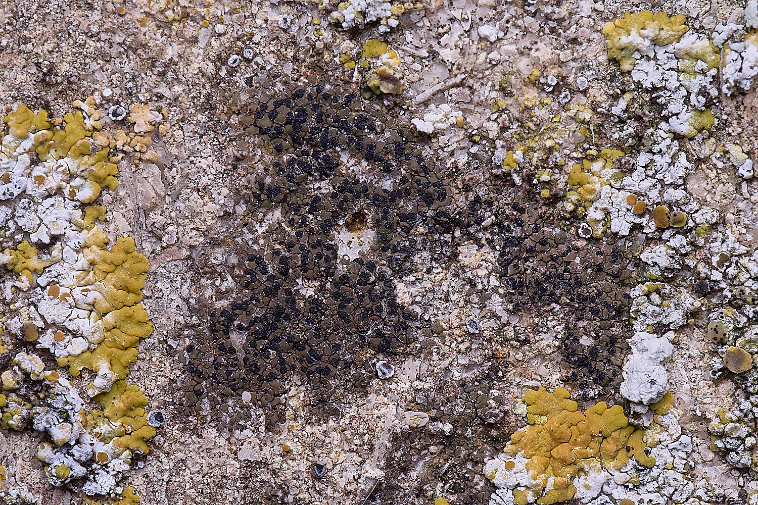 ColbyLichen1270225-2