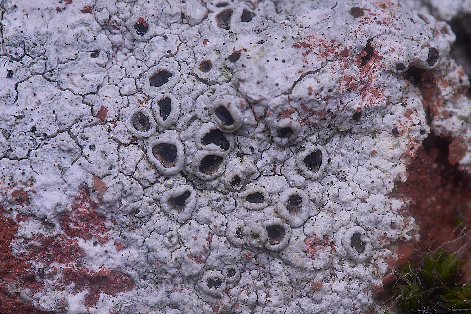 ColbyLichen13060225-1