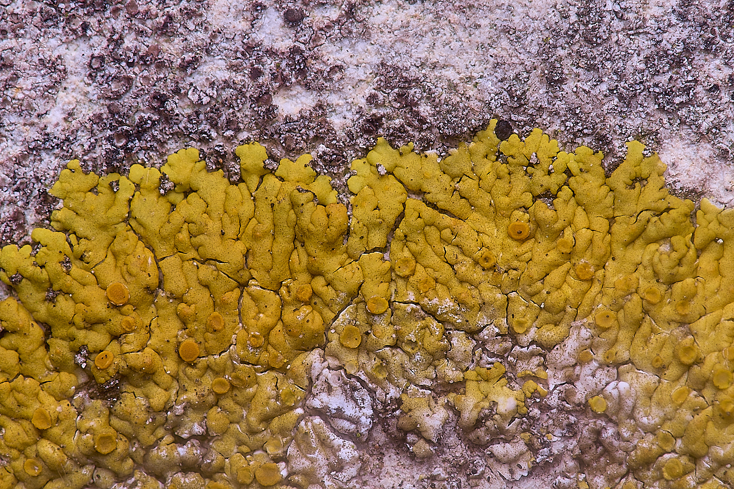 ColbyLichen13060225-3