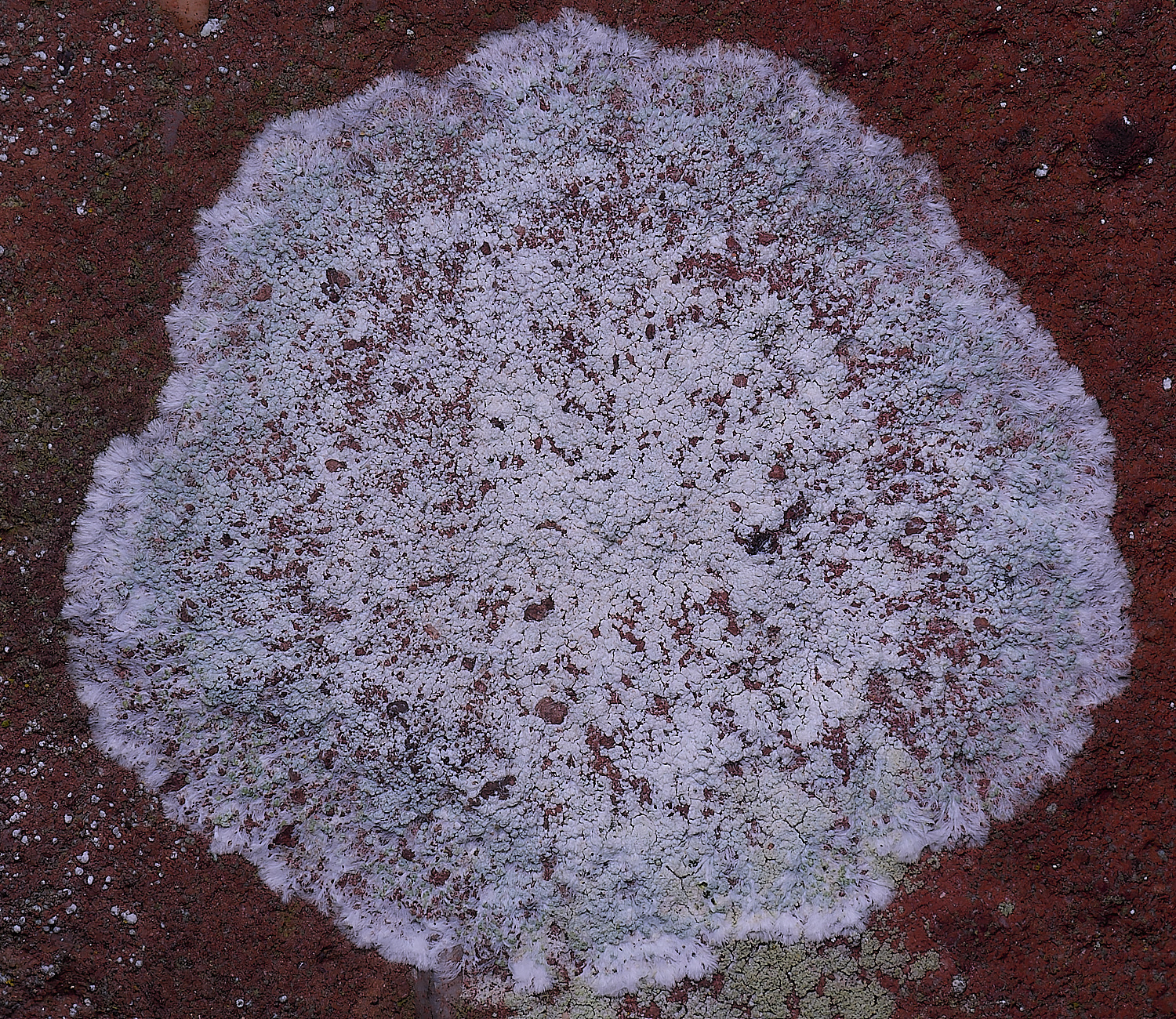 ColbyLichen13270225-1