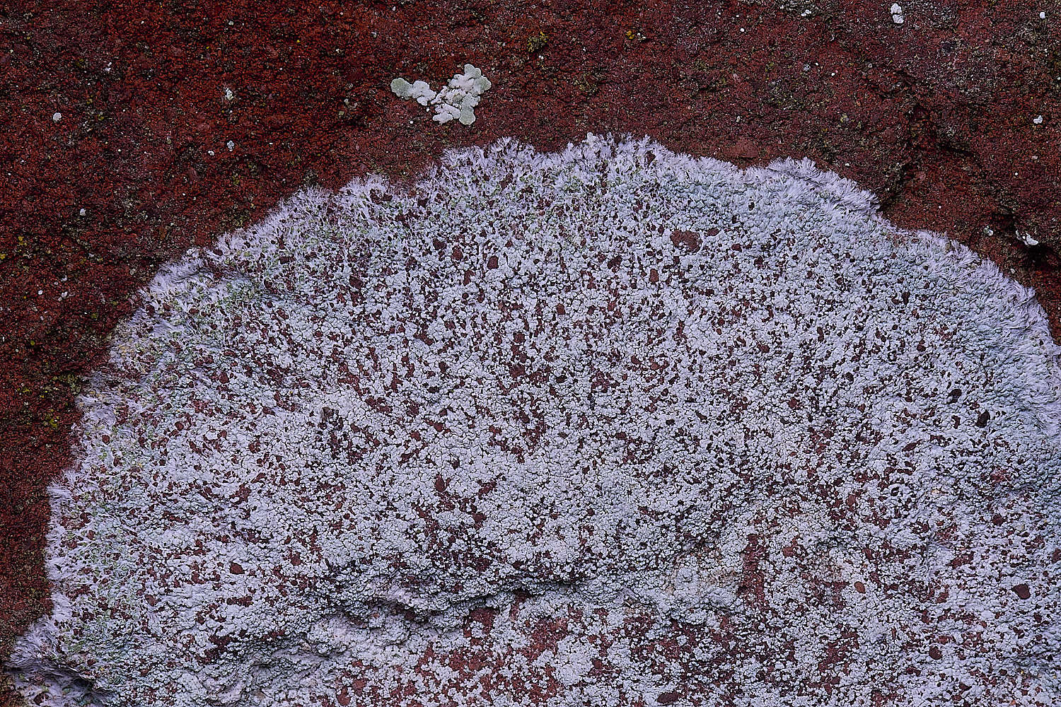 ColbyLichen13270225-2