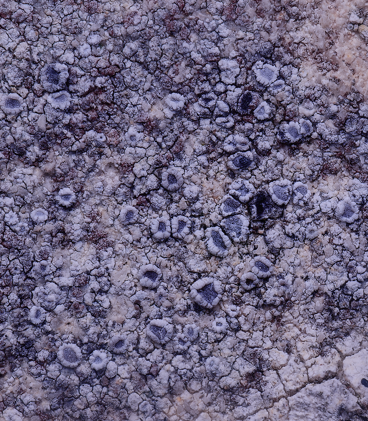 ColbyLichen14060225-1 1