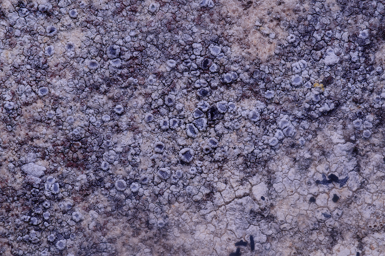 ColbyLichen14060225-1 2