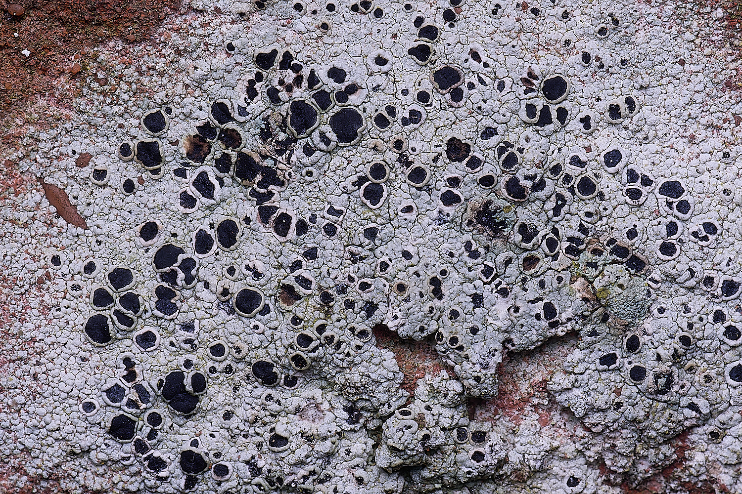 ColbyLichen14270225-1