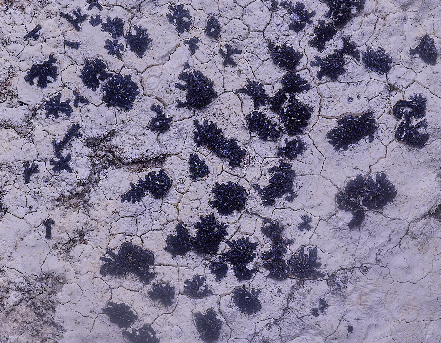 ColbyLichen15060225-1