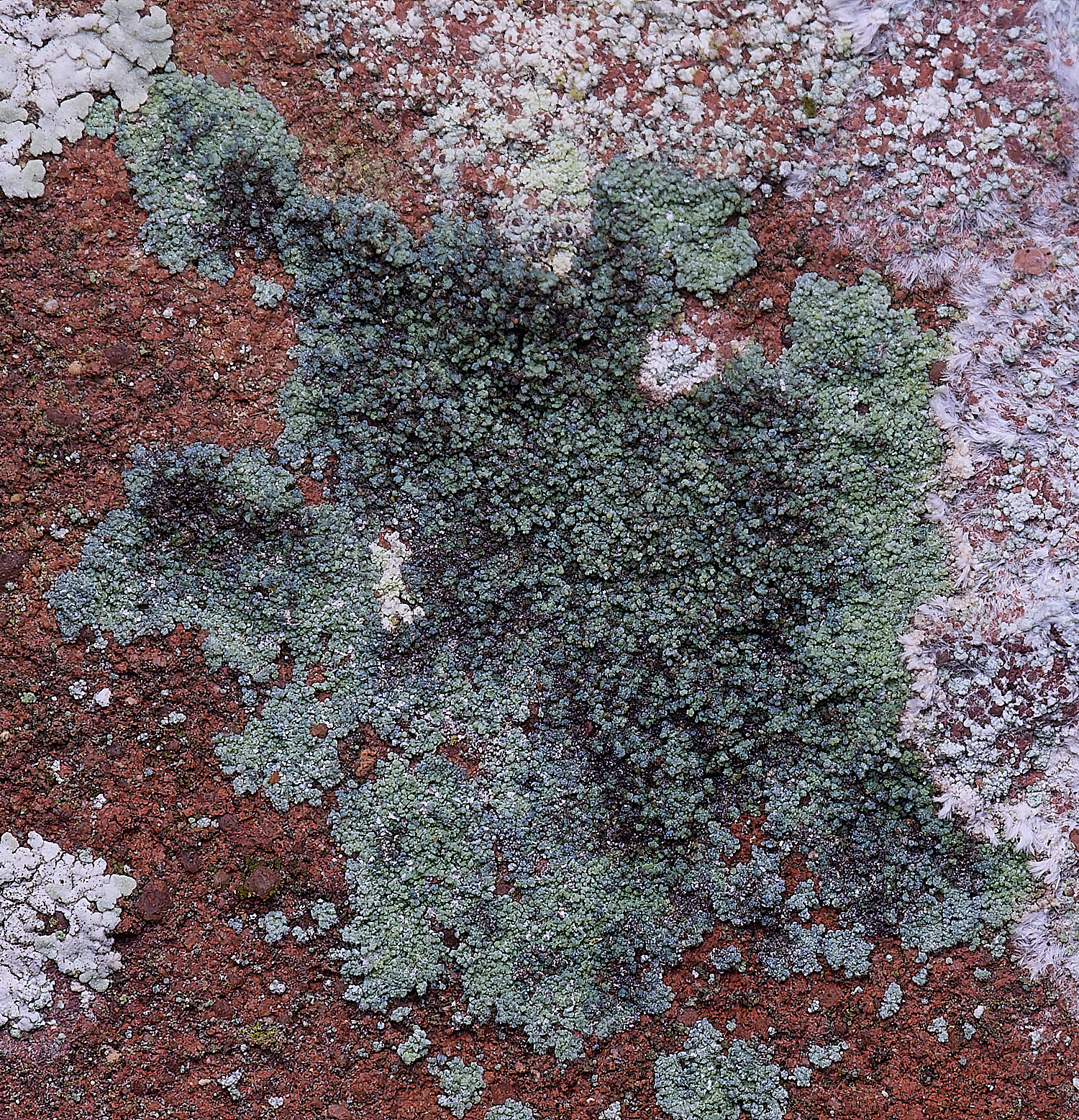 ColbyLichen15270225-1