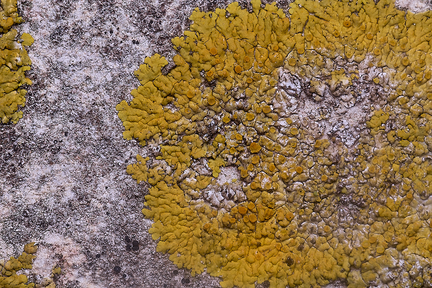 ColbyLichen16060225-1