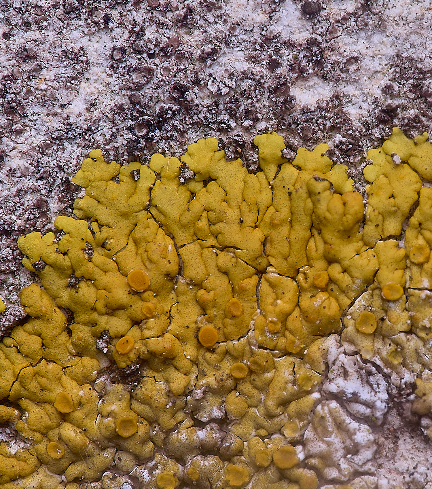 ColbyLichen16060225-2