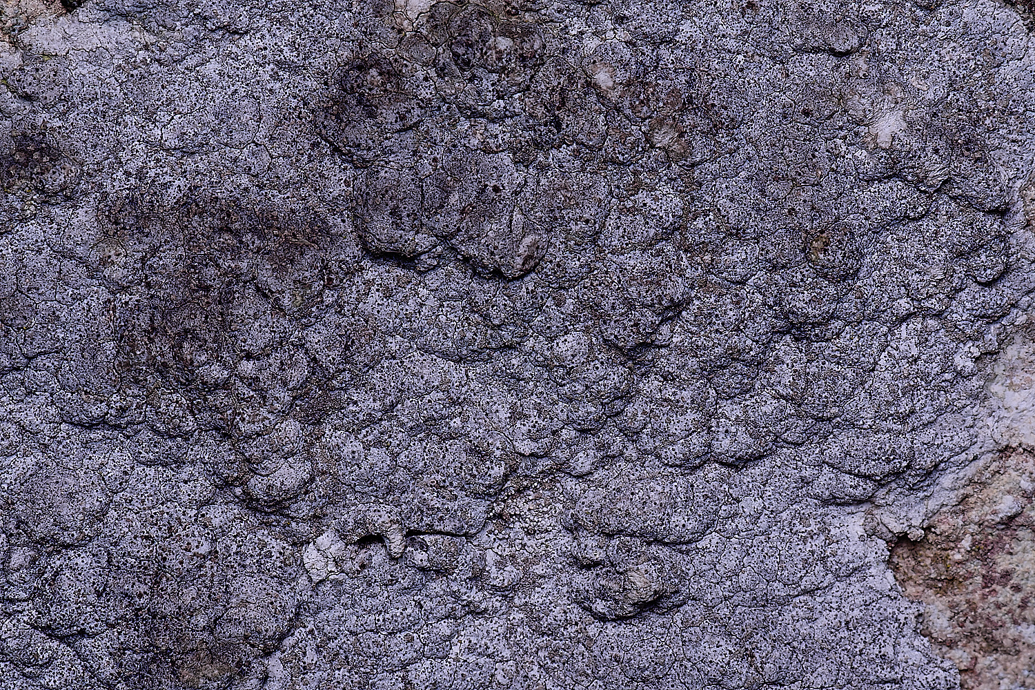 ColbyLichen16270225-1