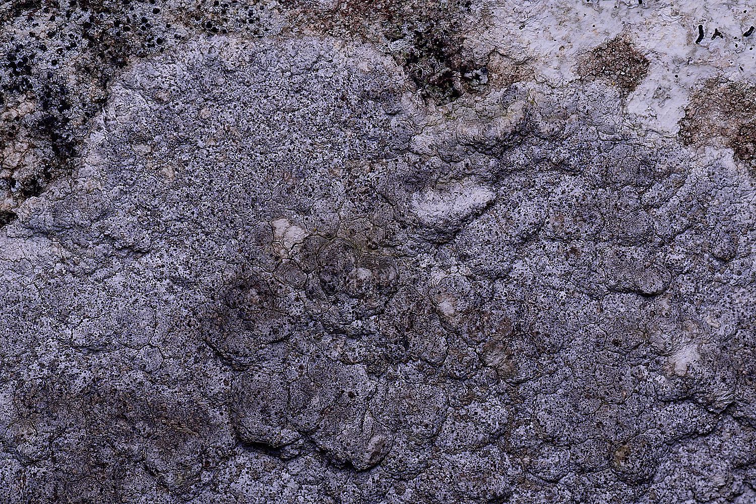 ColbyLichen16270225-2