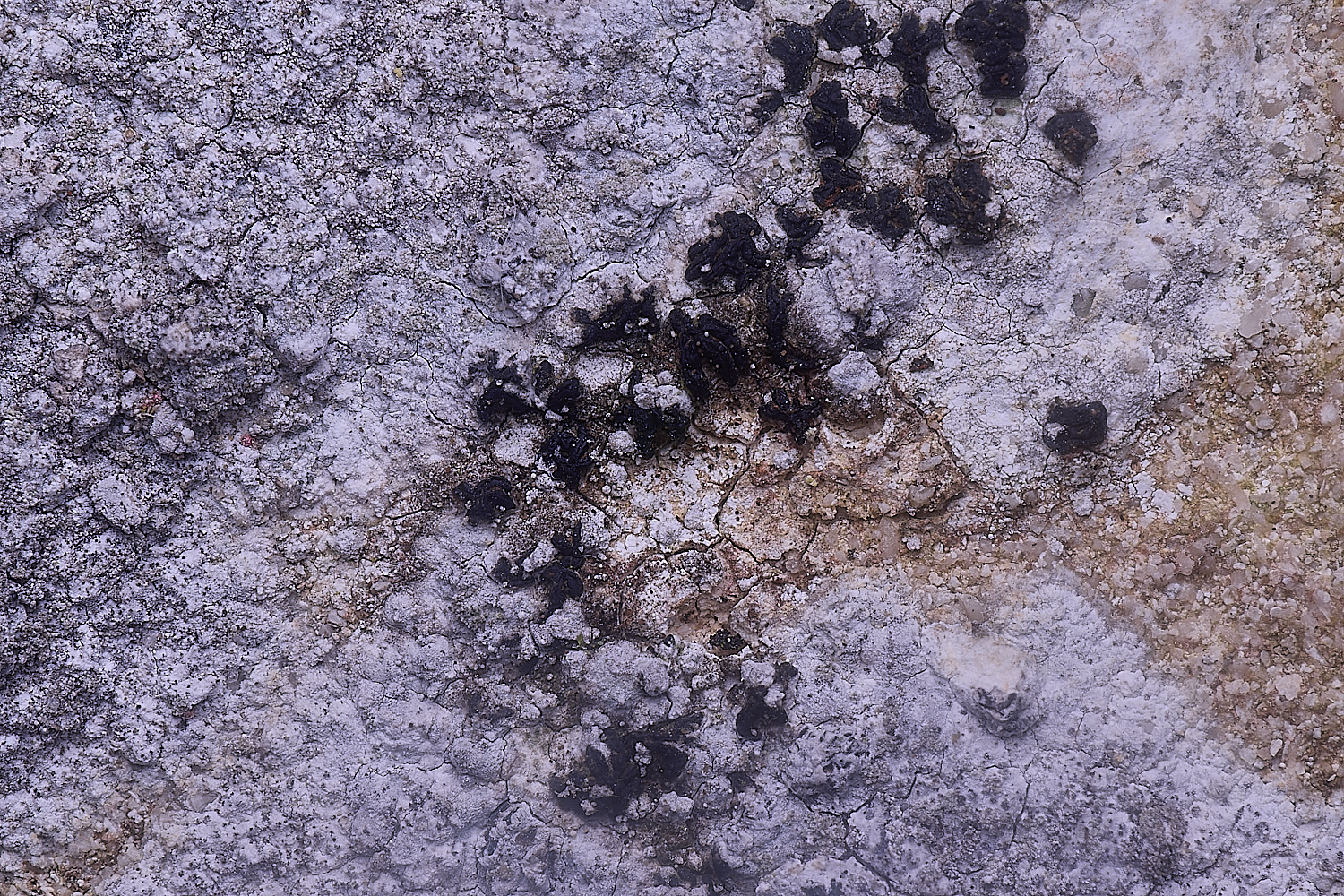 ColbyLichen17060225-1