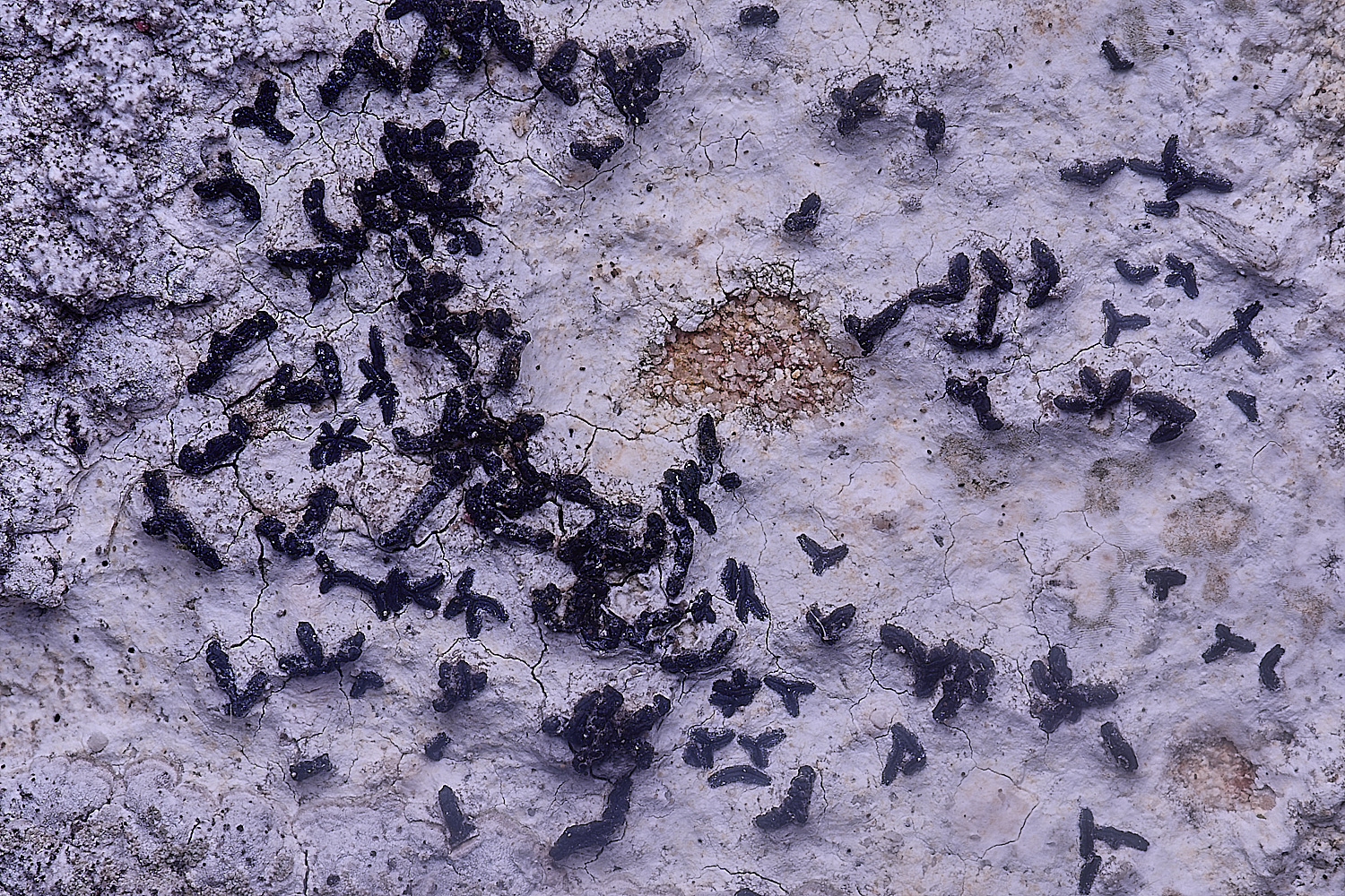 ColbyLichen17060225-2