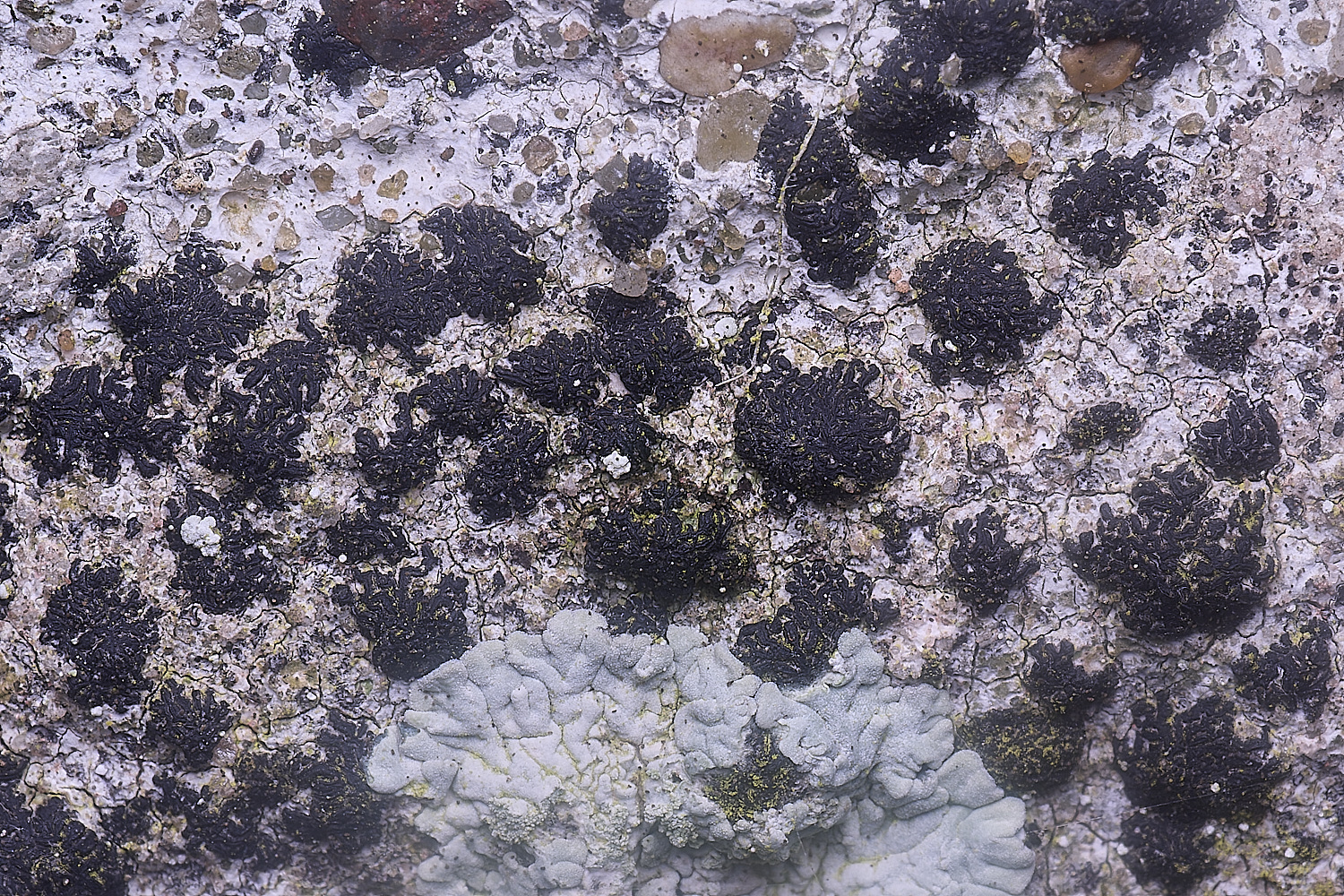 ColbyLichen17060225-3