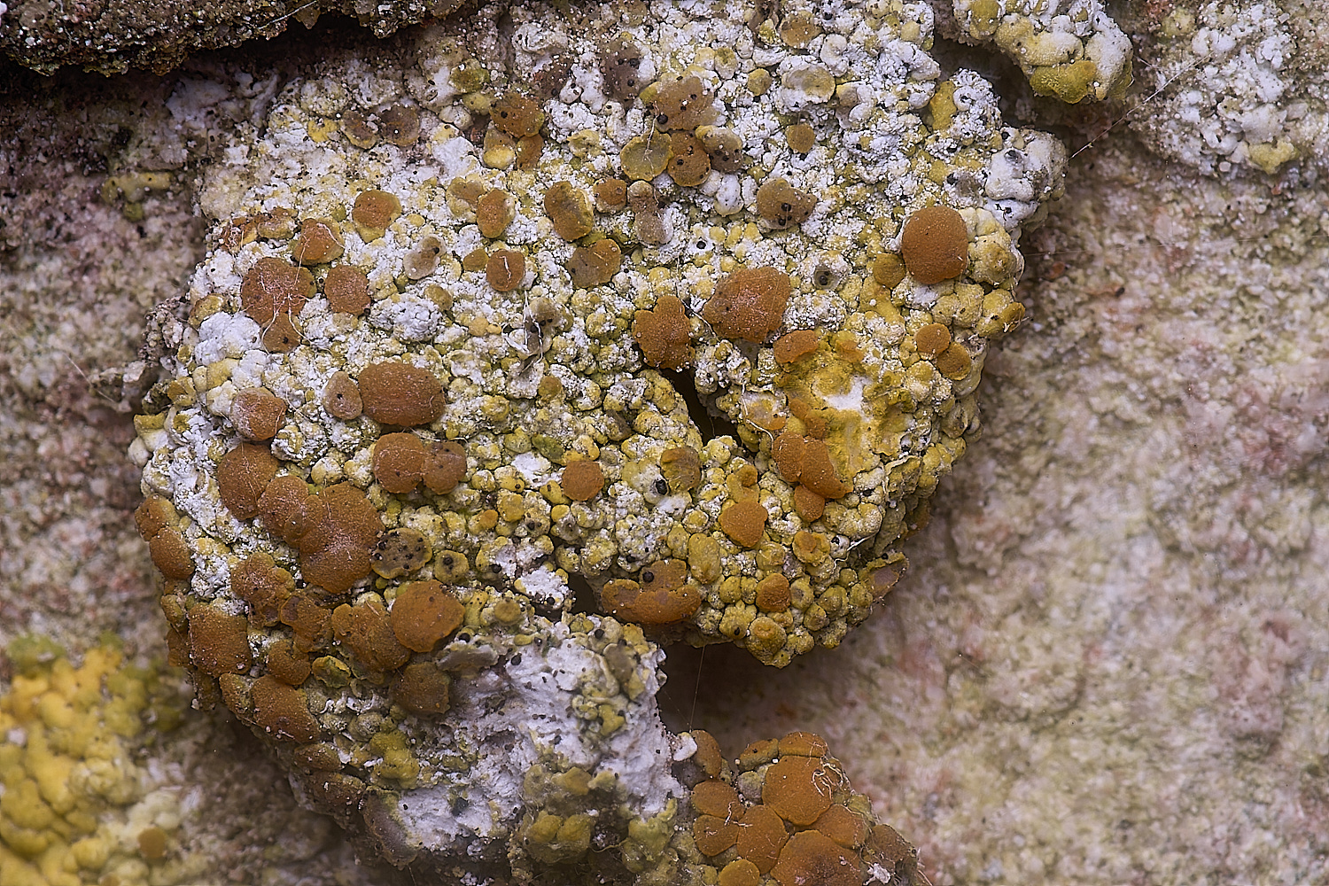 ColbyLichen18060225-1
