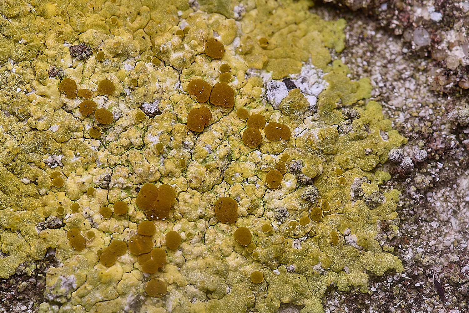 ColbyLichen18060225-2