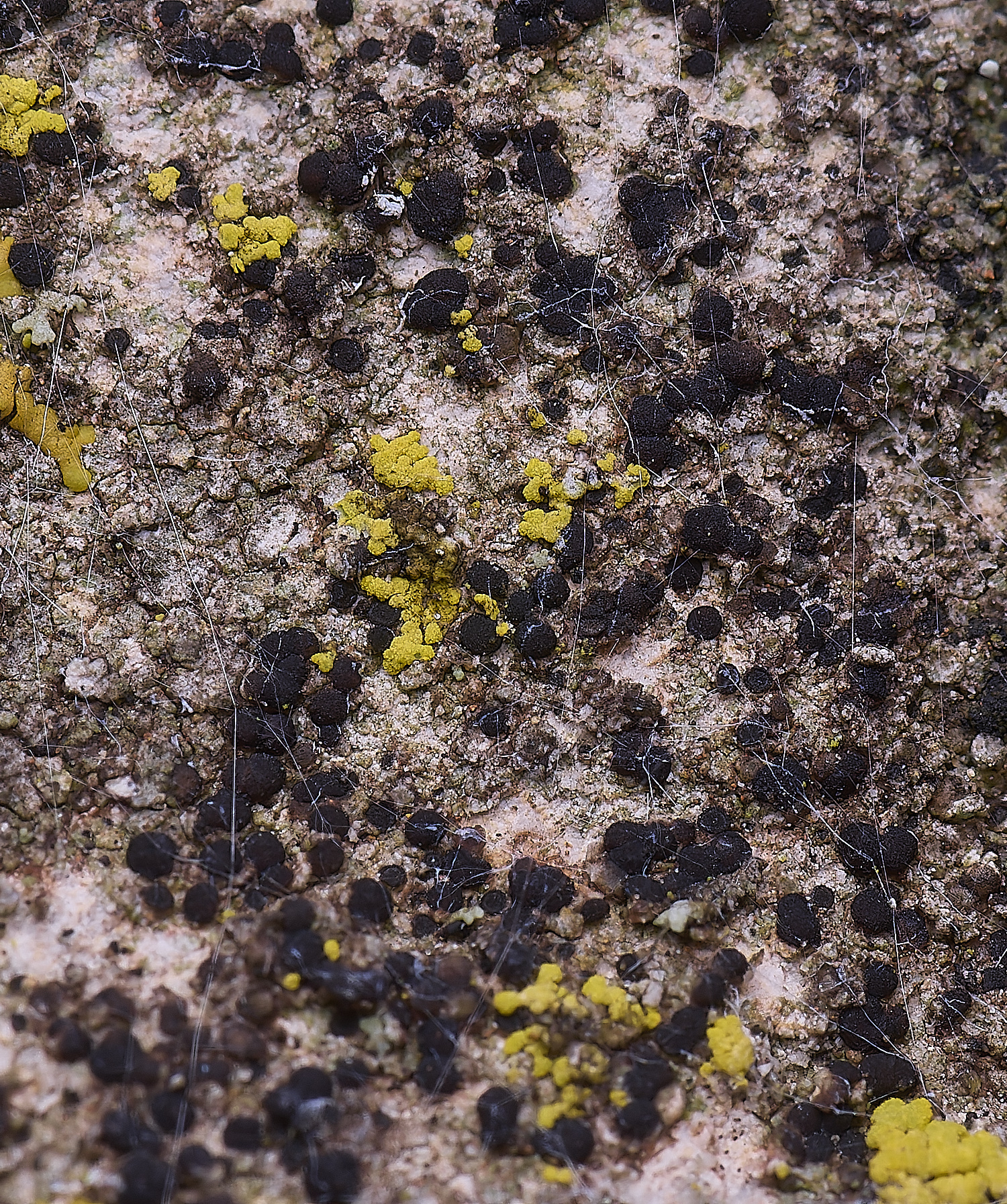 ColbyLichen18270225-1