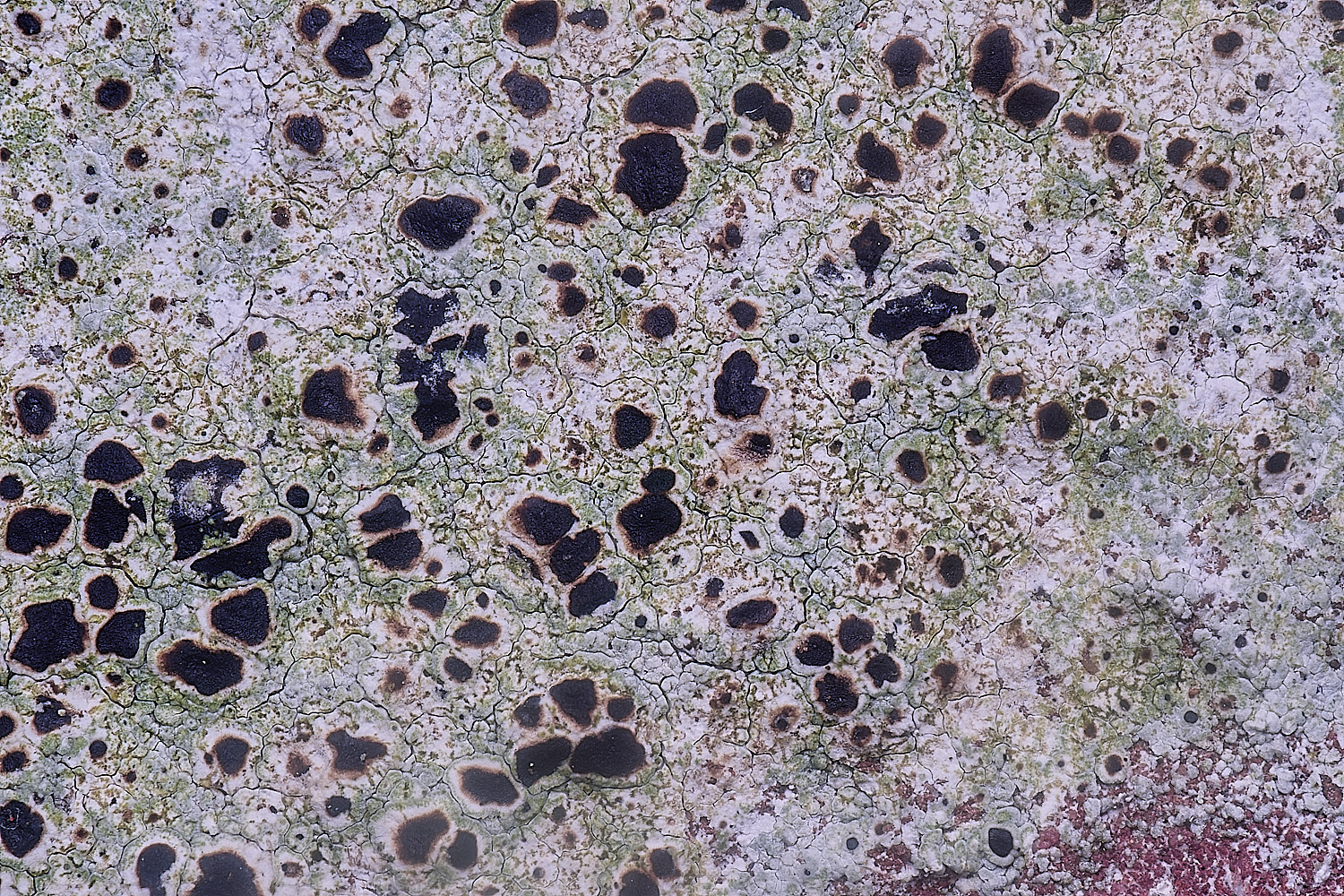 ColbyLichen19060225-1