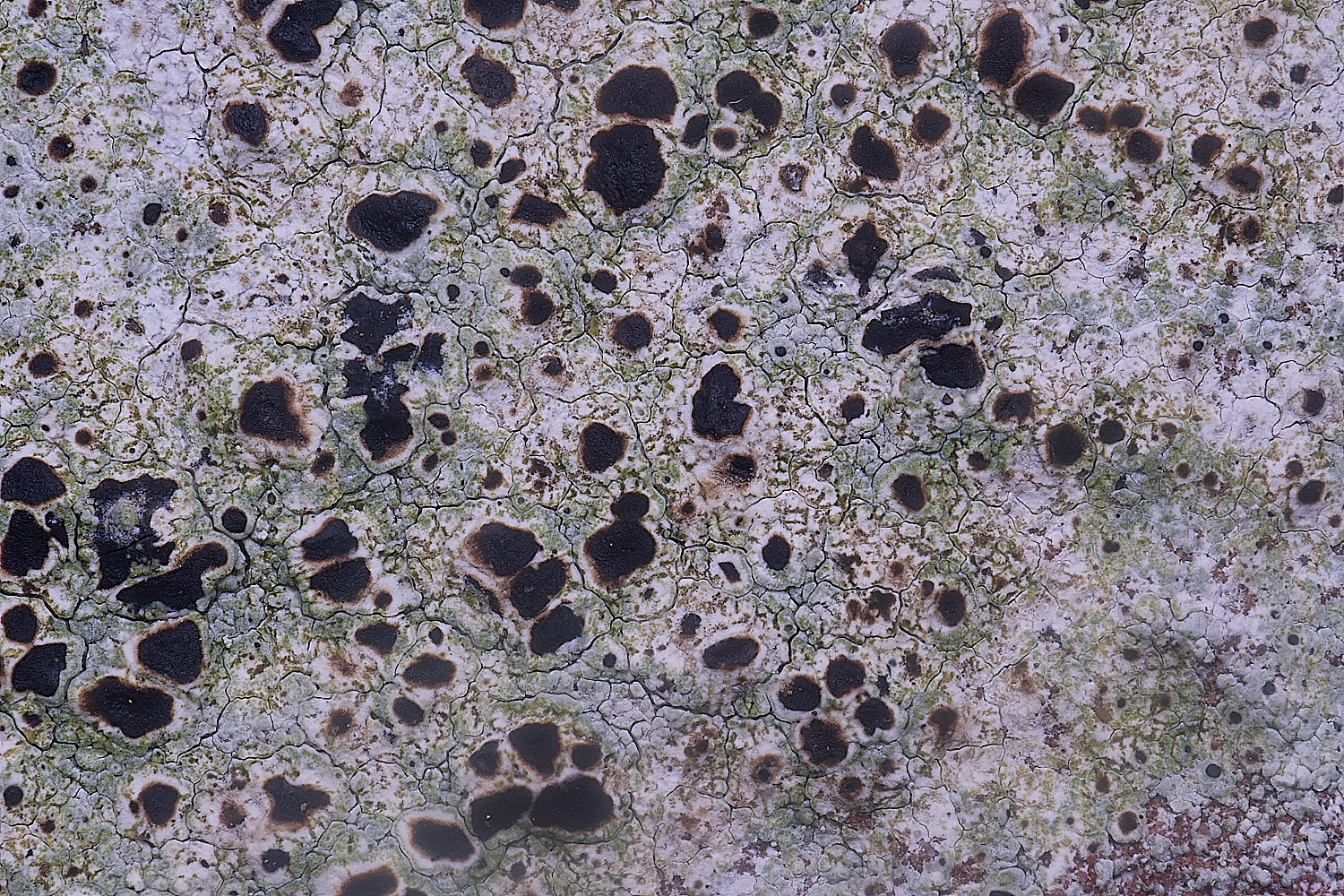 ColbyLichen19060225-2